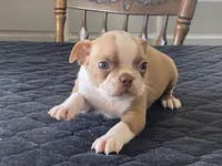 Pumpkin, a male Boston Terrier for sale in Fennimore, WI – Photo 3 of 10