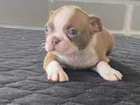 Pumpkin, a male Boston Terrier for sale in Fennimore, WI – Photo 9 of 10