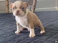 Pumpkin, a male Boston Terrier for sale in Fennimore, WI – Photo 7 of 10