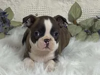 Yolo, a male Boston Terrier for sale in Fennimore, WI – 2 of 10