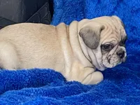 Tug, a male French Bulldog and Pug for sale in Fennimore, WI – Photo 4 of 10