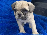 Tug, a male French Bulldog and Pug for sale in Fennimore, WI – Photo 1 of 10