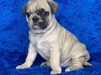 Tug, a male French Bulldog and Pug for sale in Fennimore, WI – Photo 6 of 10