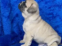 Tug, a male French Bulldog and Pug for sale in Fennimore, WI – Photo 5 of 10