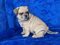 Tug, a male French Bulldog and Pug for sale in Fennimore, WI – Photo 10 of 10