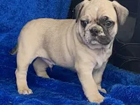 Tug, a male French Bulldog and Pug for sale in Fennimore, WI – Photo 7 of 10