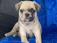 Tug, a male French Bulldog and Pug for sale in Fennimore, WI – Photo 3 of 10