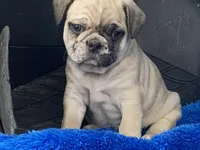 Tug, a male French Bulldog and Pug for sale in Fennimore, WI – Photo 2 of 10