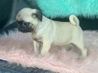 Cha Cha, a female Pug for sale in Fennimore, WI – 6 of 7