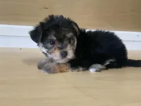 Puffy, a female Morkie for sale in Fennimore, WI – 3 of 10