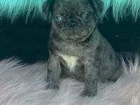 Chi Chi, a female Pug for sale in Fennimore, WI – 4 of 10