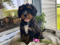 Teddy, a male Cavapoo for sale in Fennimore, WI – 5 of 10