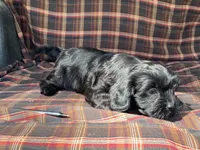 King, a male Cavalier King Charles Spaniel and Shih Tzu for sale in Fennimore, WI – 3 of 10
