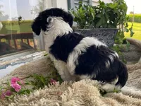 Ricky, a male Cavapoo for sale in Fennimore, WI – 4 of 9