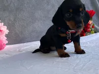May, a female Dachshund for sale in Fennimore, WI – 8 of 9