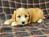 Jasmine, a female Cavachon for sale in Fennimore, WI – 5 of 10