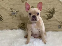 zasha, a female Frenchton for sale in Fennimore, WI – 7 of 9