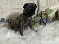 Victor, a male Pug for sale in Fennimore, WI – 2 of 10