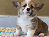Bubbly, a female Pembroke Welsh Corgi for sale in Fennimore, WI – 8 of 8