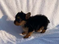 Charlie, a male Yorkshire Terrier for sale in Fennimore, WI – 6 of 10