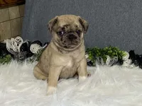 Amy, a female Pug for sale in Fennimore, WI – 7 of 10