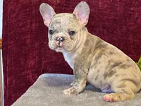 Baxter, a male French Bulldog for sale in Fennimore, WI – 9 of 10