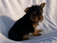 Lady, a female Yorkshire Terrier for sale in Fennimore, WI – 6 of 10