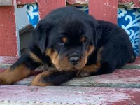 Fido, a male Rottweiler for sale in Fennimore, WI – 5 of 10