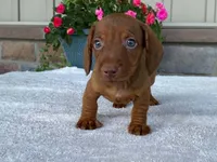 Tootsie Roll, a male Dachshund for sale in Fennimore, WI – 9 of 10