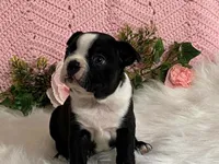 Benji, a male Boston Terrier for sale in Fennimore, WI – 2 of 10