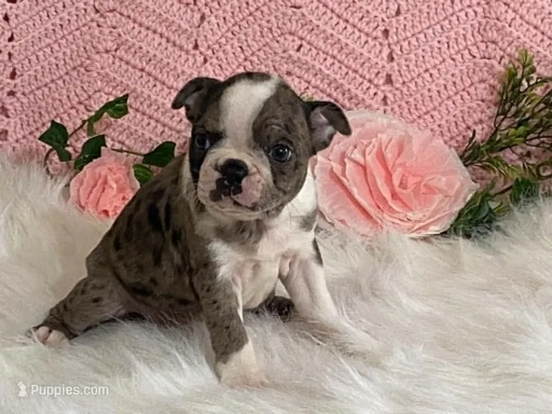 Barbie – Boston Terrier puppy for sale in Fennimore, WI