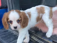 Checkers, a male Cavalier King Charles Spaniel for sale in Fennimore, WI – 7 of 10