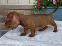Reeses, a male Dachshund for sale in Fennimore, WI – 2 of 10