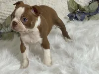 yeti, a male Boston Terrier for sale in Fennimore, WI – 5 of 9