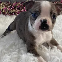 Sparky, a male Boston Terrier for sale in Fennimore, WI – Photo 2 of 10