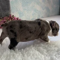 Sparky, a male Boston Terrier for sale in Fennimore, WI – Photo 6 of 10