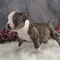 Sparky, a male Boston Terrier for sale in Fennimore, WI – Photo 10 of 10