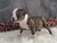 processed/2aeff7ce-7b32-4114-9604-c81d8e3c3561/listing/ed4d403e-2a03-440c-bb5c-97e0395804ab/518745c5-e6e6-484f-bbb2-58a9514379a9