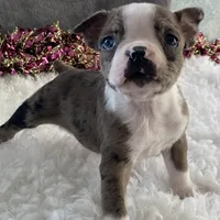 Sparky, a male Boston Terrier for sale in Fennimore, WI – Photo 3 of 10