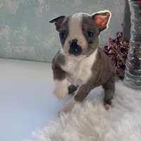 Sparky, a male Boston Terrier for sale in Fennimore, WI – Photo 5 of 10