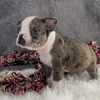 Sparky, a male Boston Terrier for sale in Fennimore, WI – Photo 9 of 10