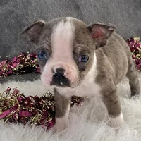 Sparky, a male Boston Terrier for sale in Fennimore, WI – Photo 7 of 10