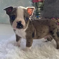 Sparky, a male Boston Terrier for sale in Fennimore, WI – Photo 1 of 10