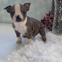 Sparky, a male Boston Terrier for sale in Fennimore, WI – Photo 4 of 10