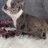 Sparky, a male Boston Terrier for sale in Fennimore, WI – Photo 8 of 10