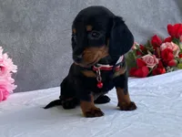 May, a female Dachshund for sale in Fennimore, WI – 5 of 9