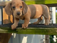 Jed, a male Dachshund for sale in Fennimore, WI – 9 of 10