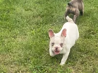 Panda, a male French Bulldog for sale in Fennimore, WI – 4 of 9