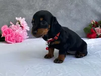 May, a female Dachshund for sale in Fennimore, WI – 7 of 9