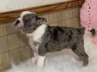 Barbie, a female Boston Terrier for sale in Fennimore, WI – 7 of 10